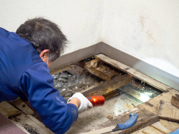 Best Mold Remediation for Schools in Fremont, NC
