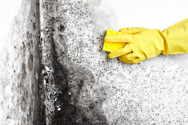 Best Insurance-Related Mold Remediation in Fremont, NC