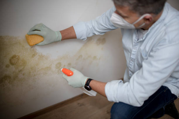 Best Mold Remediation for Specific Building Types in Fremont, NC